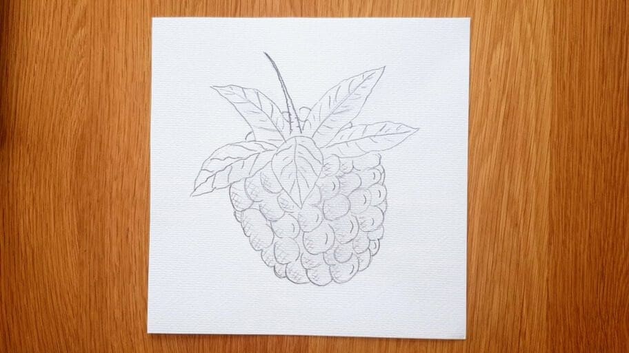 Raspberry Drawing Easy