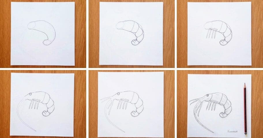 Shrimp Drawing