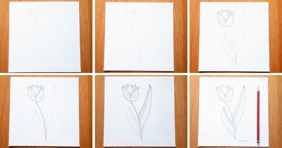 Tulip Drawing