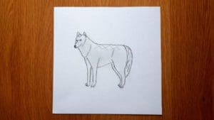 How To Draw A Wolf Step By Step - 23 Easy Steps!
