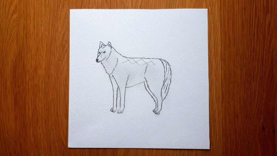 Wolf Drawing