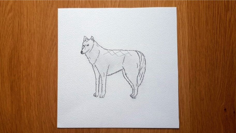 Wolf Drawing